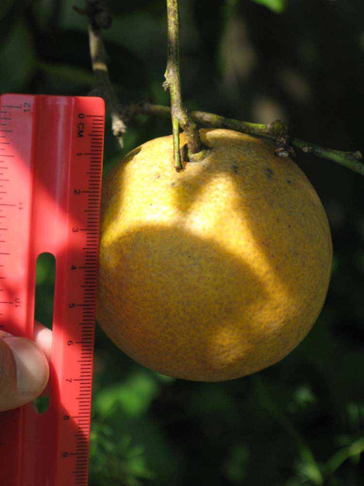            Fruit (Winter Haven, FL)   